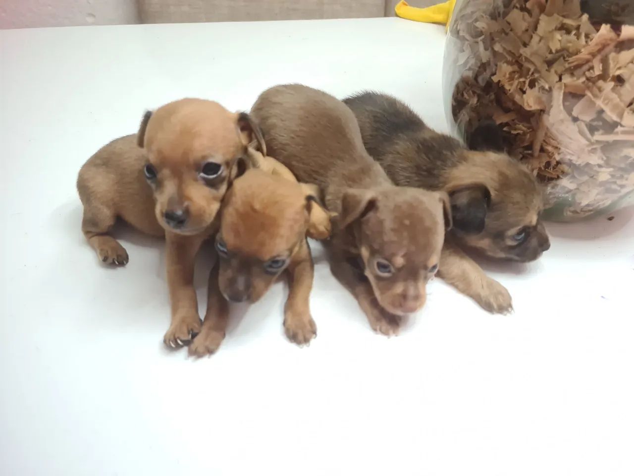 Pinscher n1