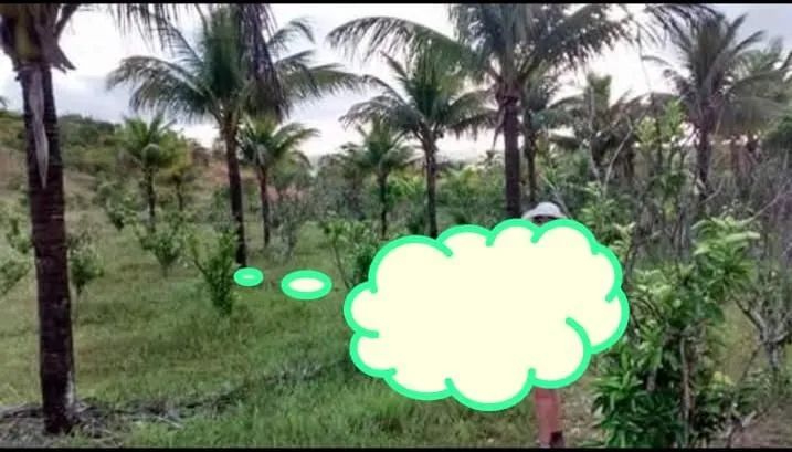 Terreno com registro rural em Saco Encantando, Salgado, Sergipe.  - Foto 5