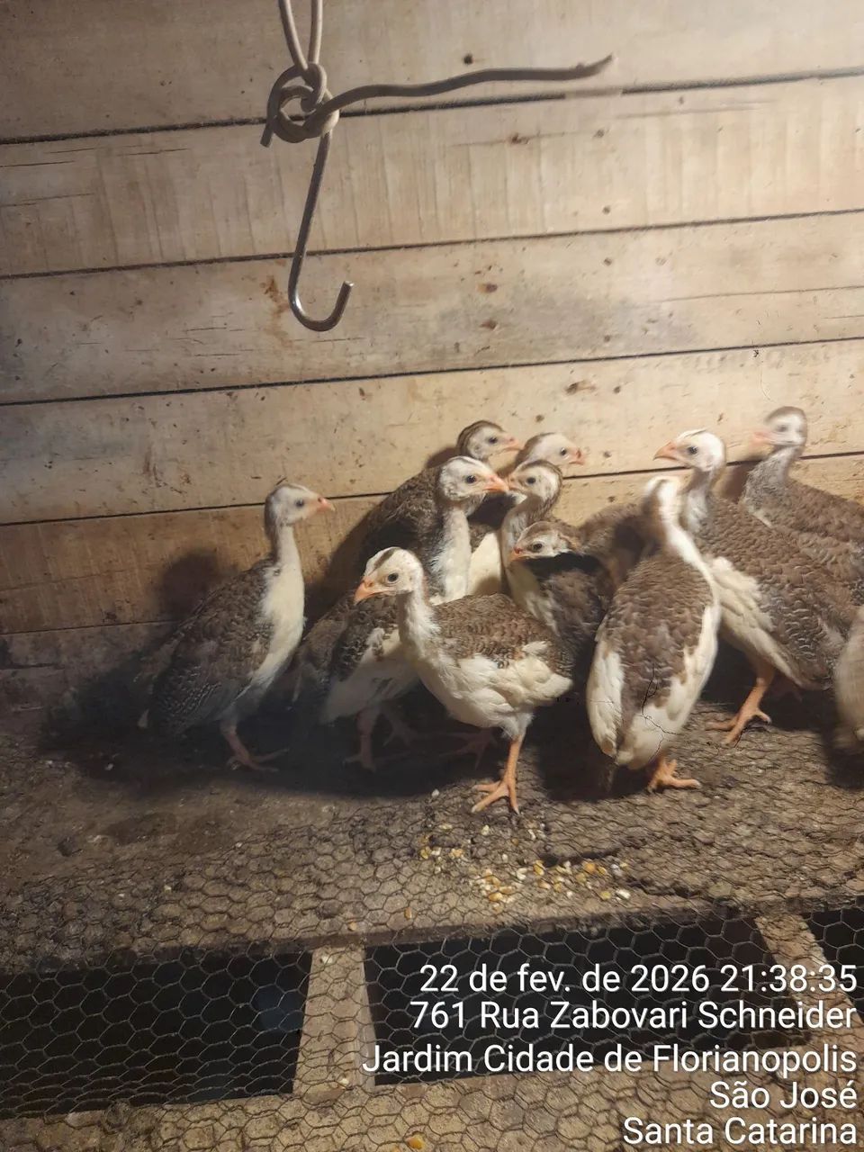 Vendo filhtes de galinha da angola 35 cada ou 4 por 120 reais 