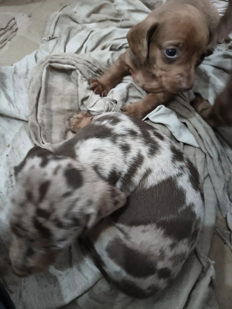 CACHORRINHO MOFADINHOS