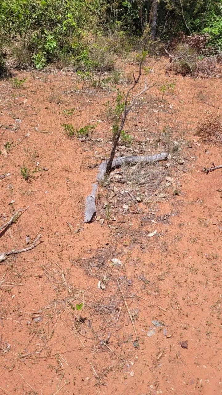 Grande Fazenda à Venda - Ideal para Agricultura e Pecuária - Foto 3
