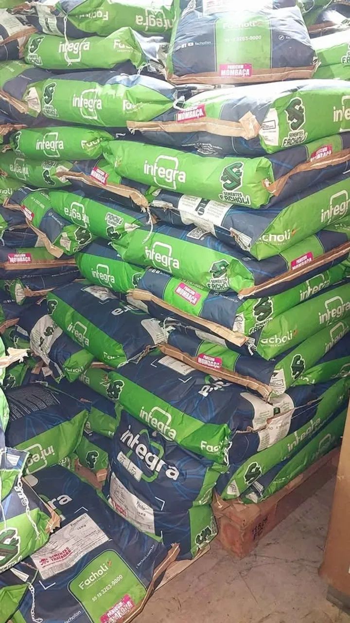 Semente de capim Mombaça 10kg revestida - Facholli(Nova) - Foto 5