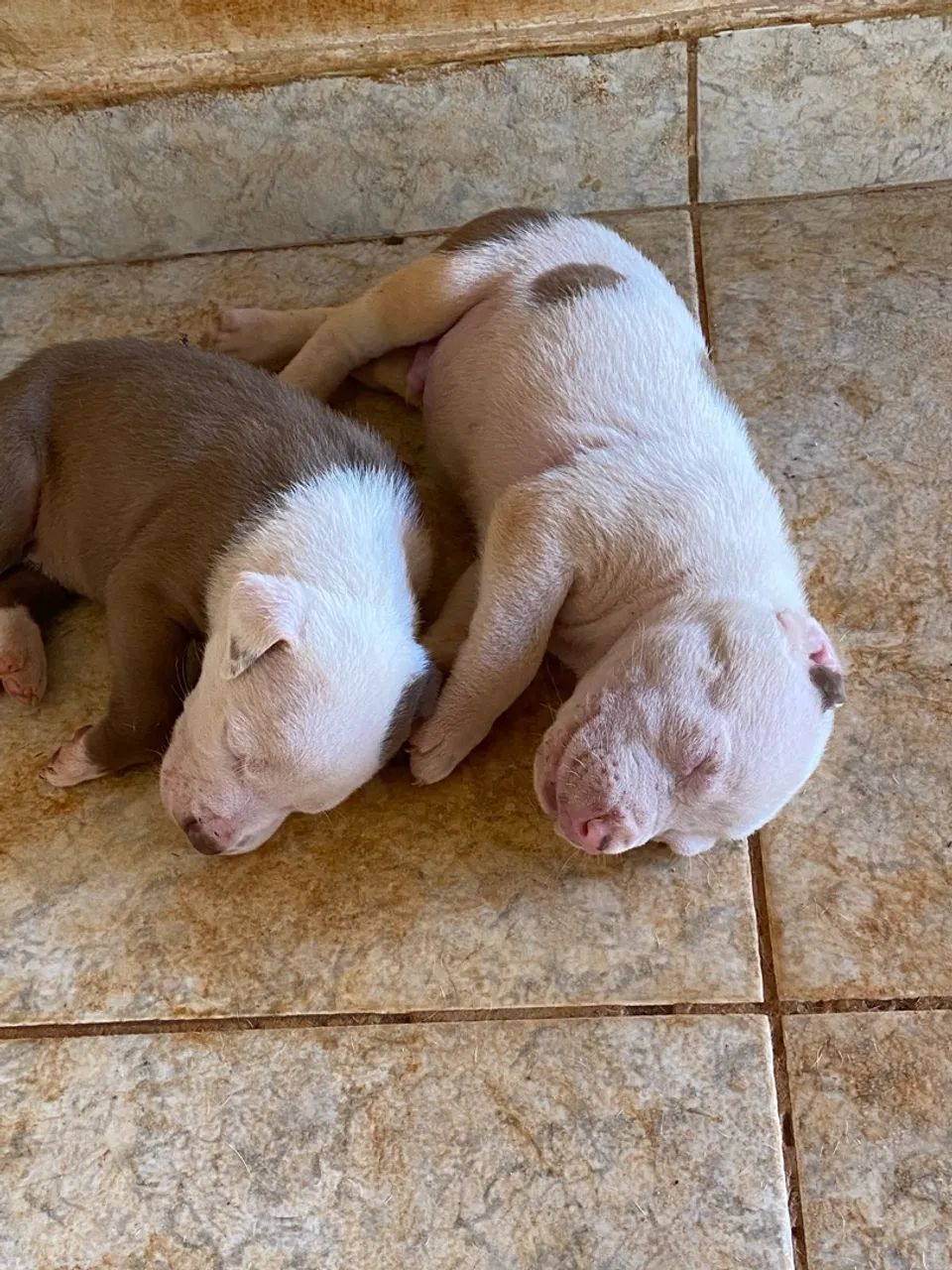 Pitbull filhote  - Foto 3