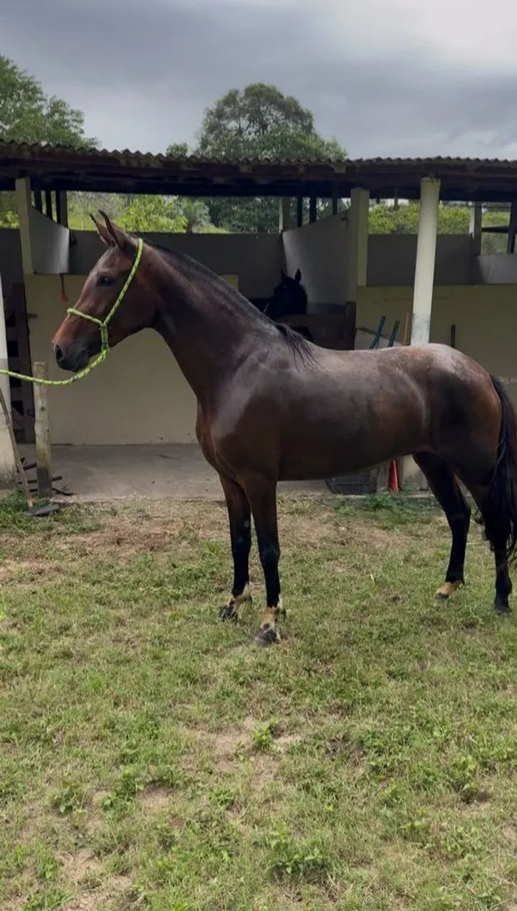 Potra Mangalarga Marchador  - Foto 4
