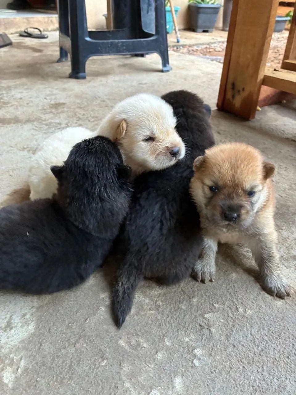 Filhotes Chow Chow 