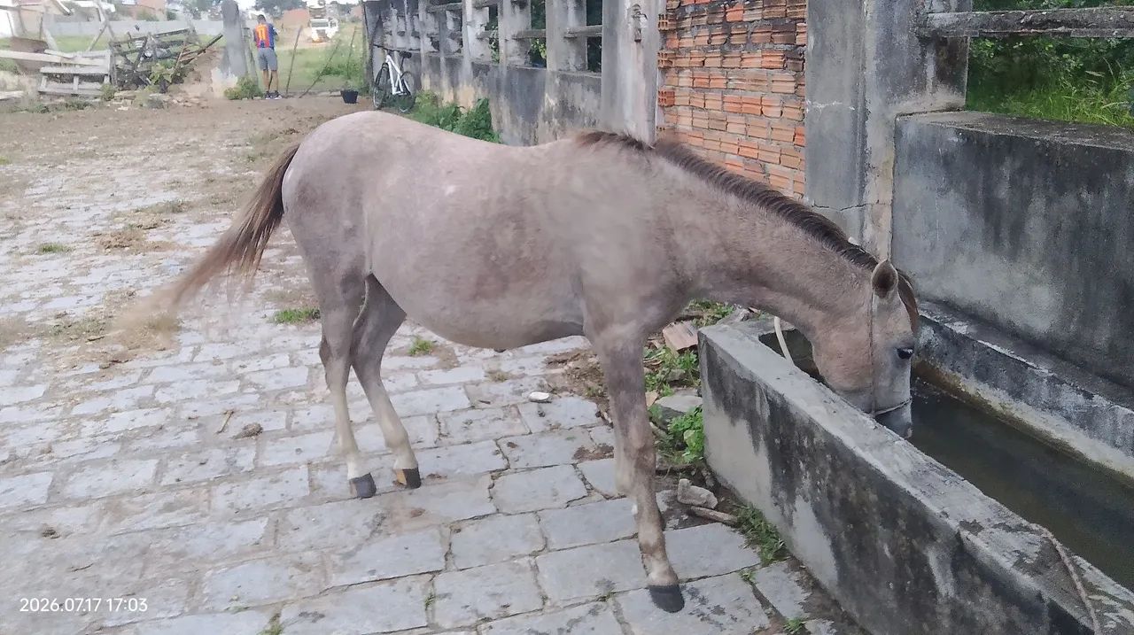Eguinha piquira 