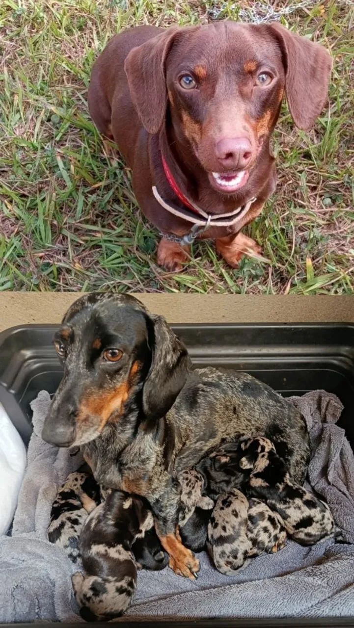Dachshund 