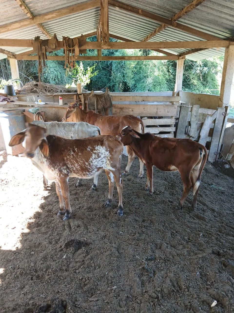 Bezerras  - Foto 3