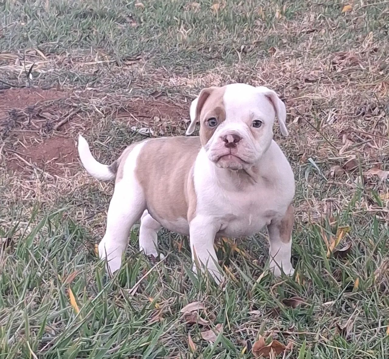 American Bully 