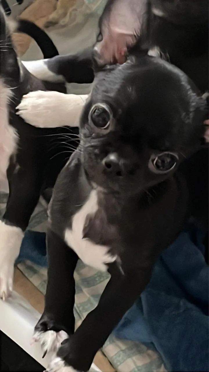 Chihuahua macho 