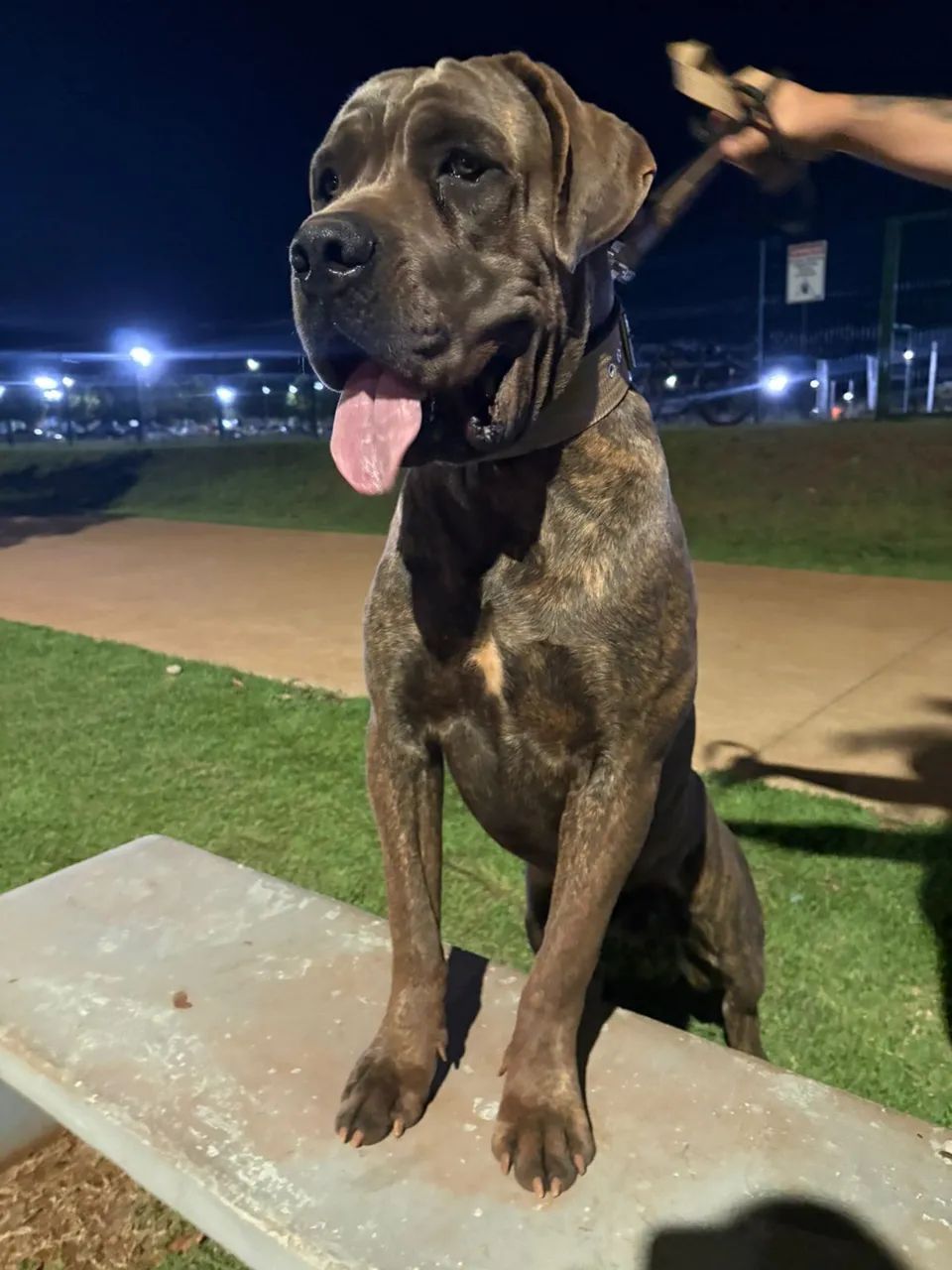CANE CORSO ITALIANO - Foto 3