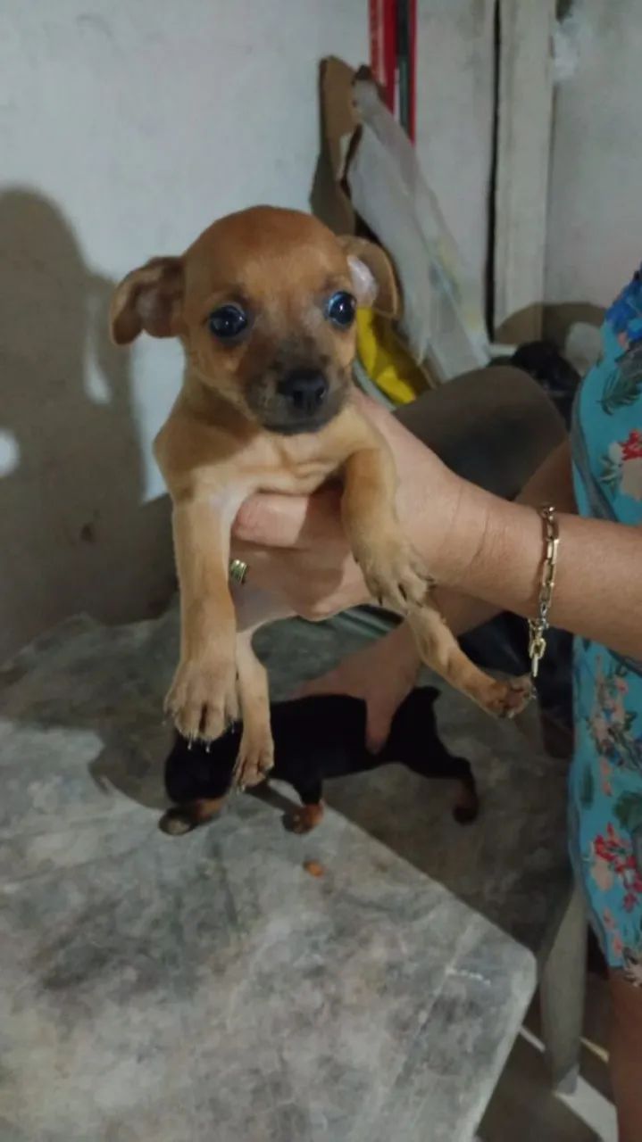Vendo  - Foto 4