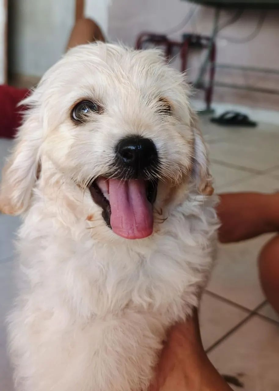 Filhotes de lhasa apsocom com poodle - Foto 4