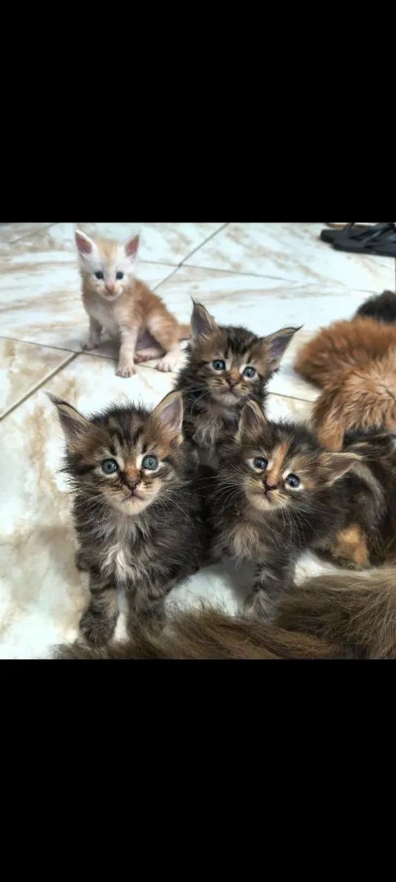 Filhote Maine Coon  - Foto 2