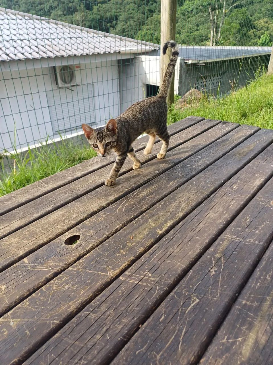 Gatos pra adoção  - Foto 4