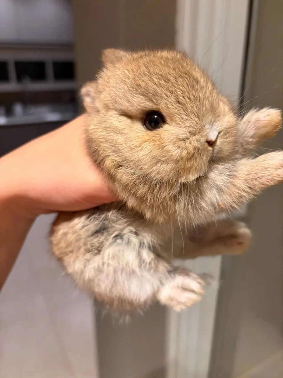 Coelho Netherland Dwarf mini - Foto 3