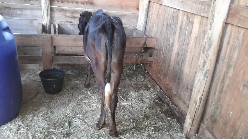 vaca mansa - Foto 5