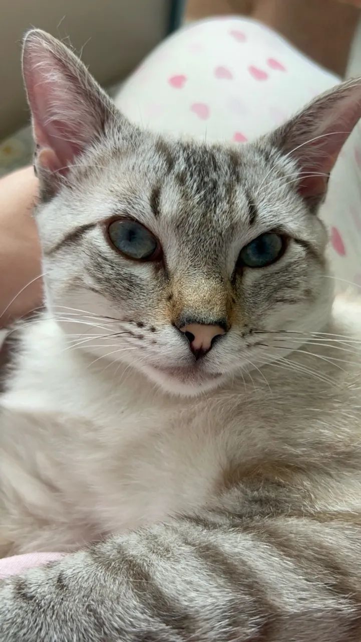 Doação gato macho 