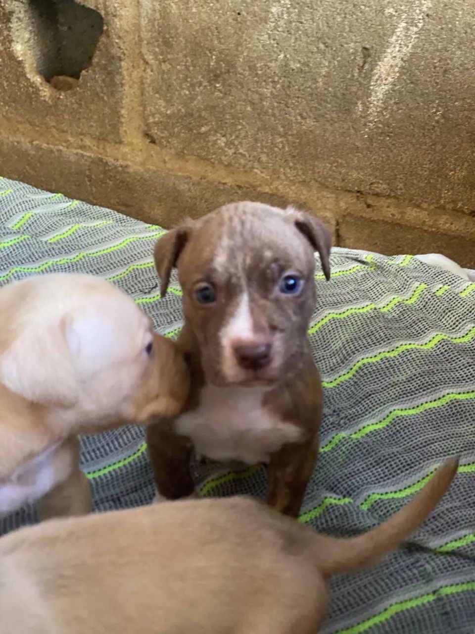 Vendo filhotes de American bully e pitbull  - Foto 4