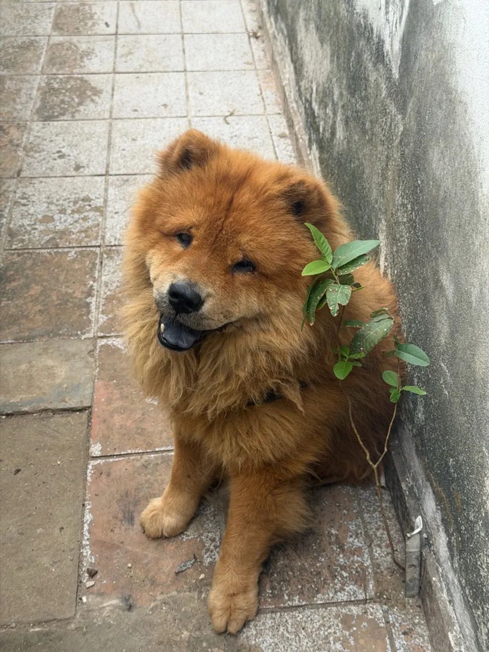 Doa-se chow chow 