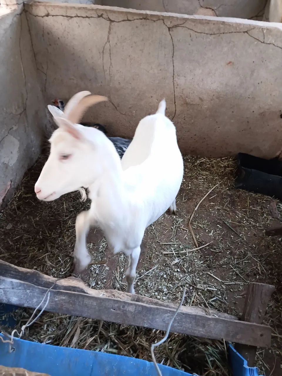 2 Cabras e um Bode Sannen  - Foto 2