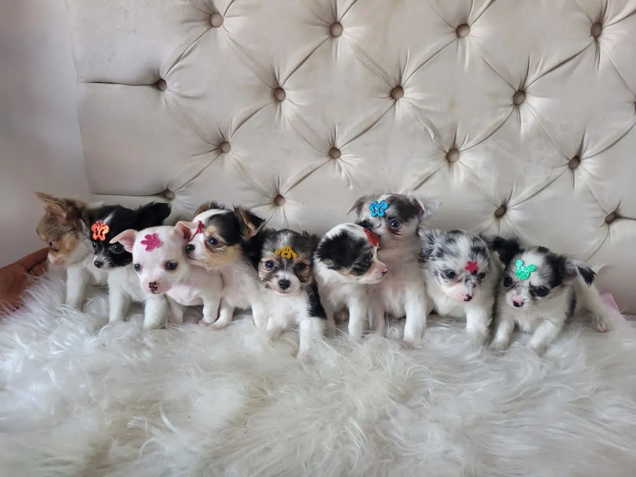 Chihuahua  - Foto 3