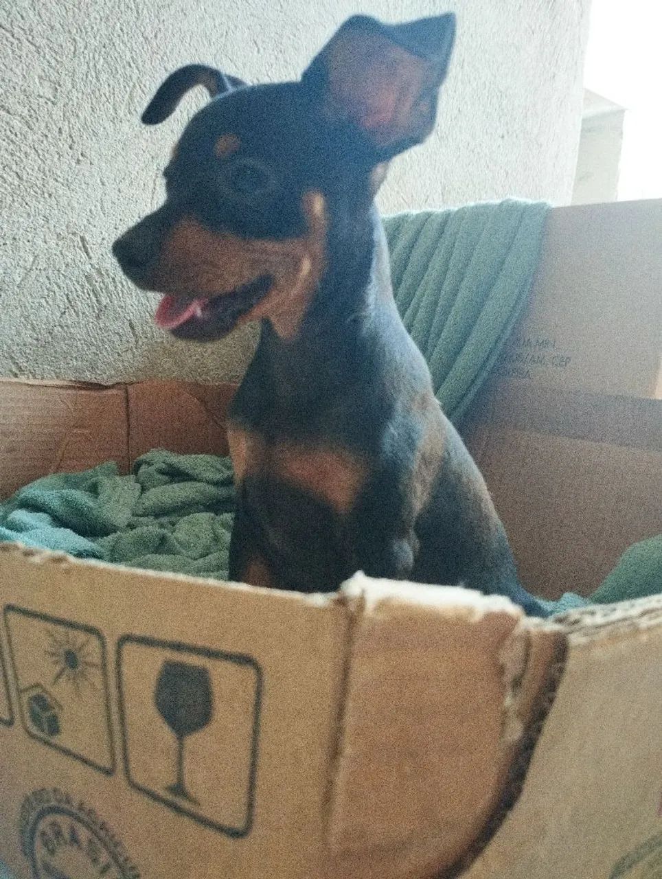 Pinscher pequenino. - Foto 5