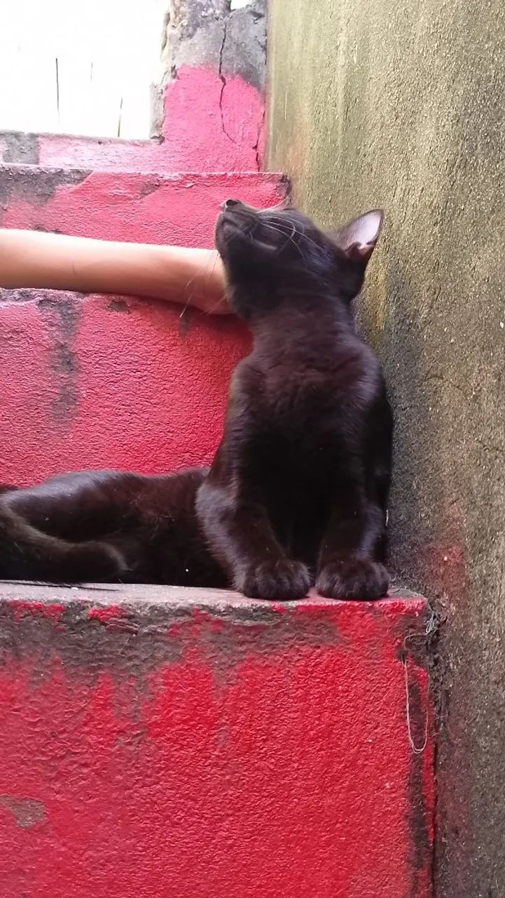 Doação de gato - Foto 5