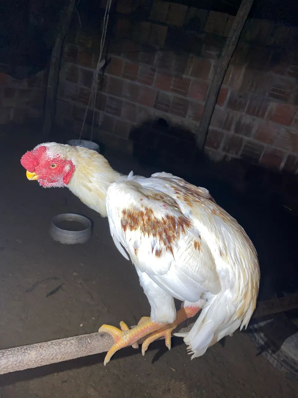 Frango Bico curto - Foto 6