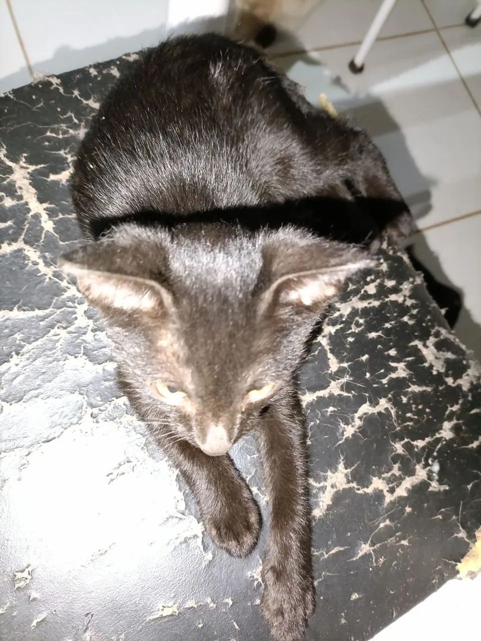 Doação de Gatos  - Foto 2