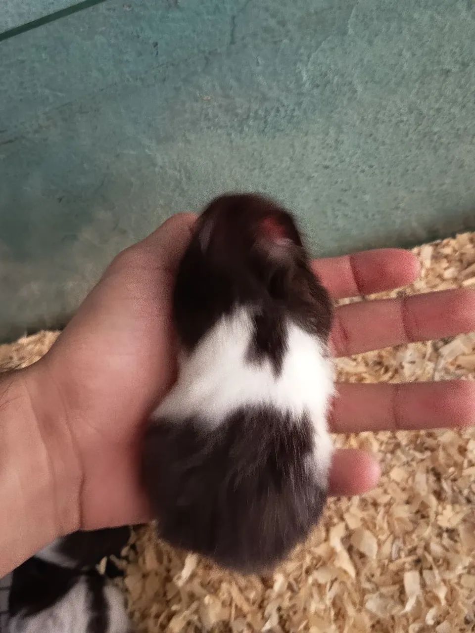 Hamster Sírio Panda - Foto 3
