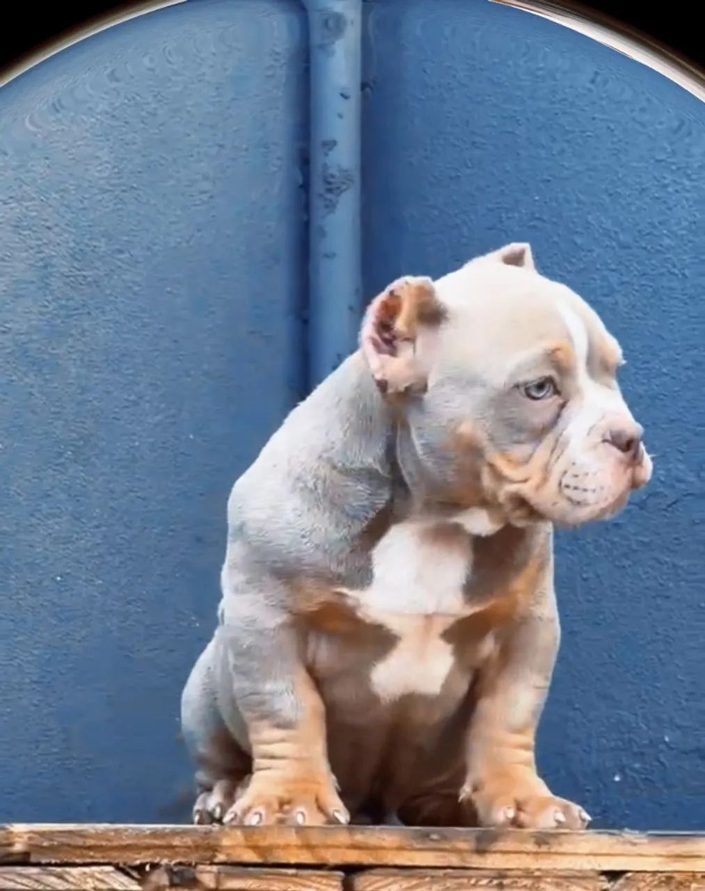 American bully micro macho - Foto 3