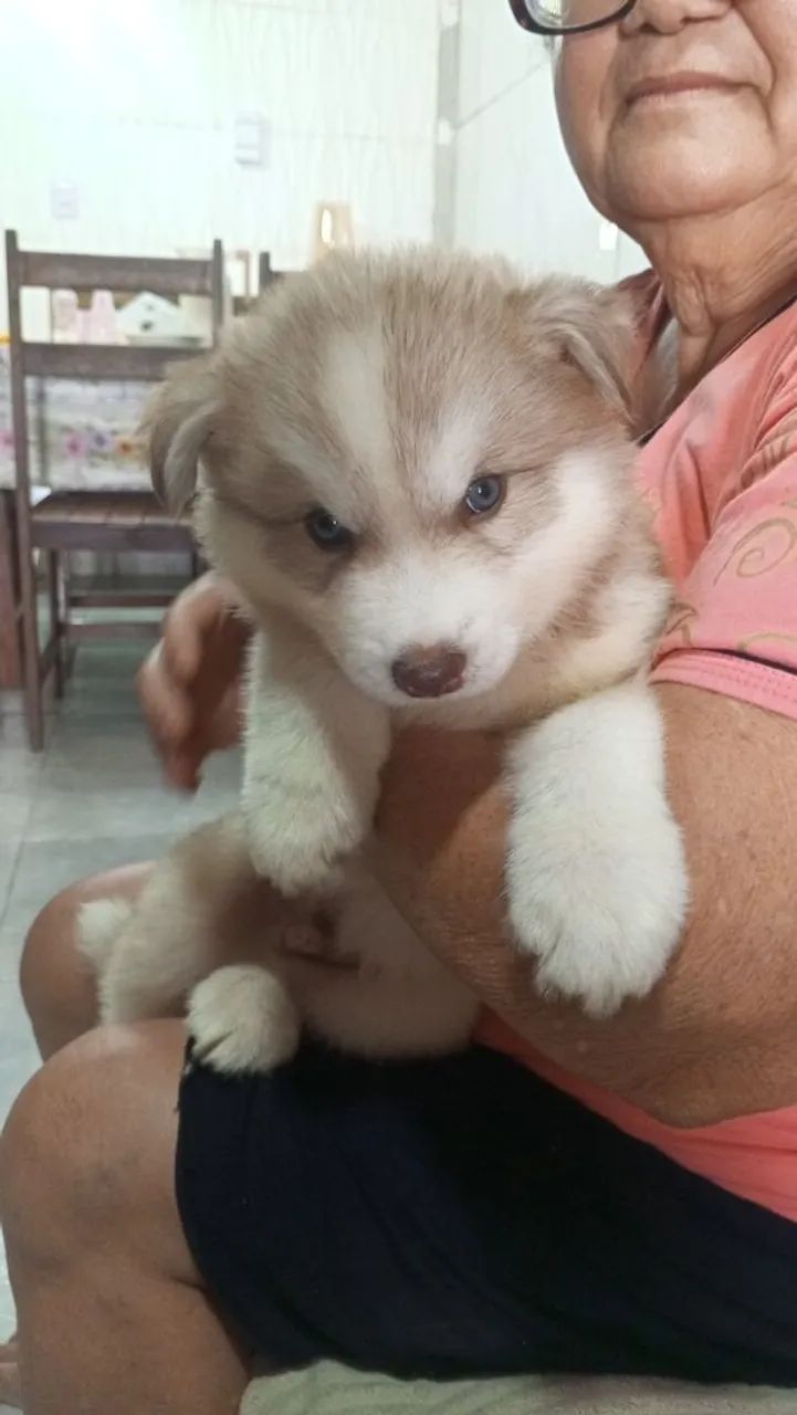 Husky Siberiano  - Foto 3