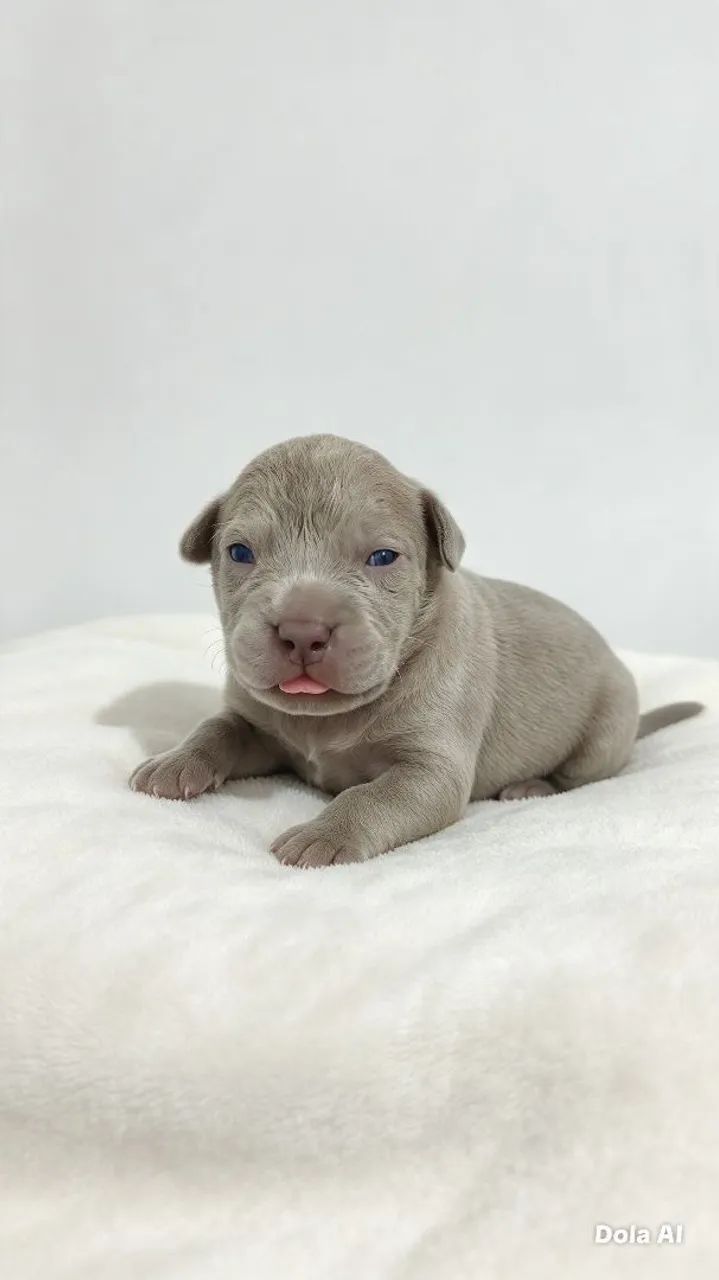 Pitbull 