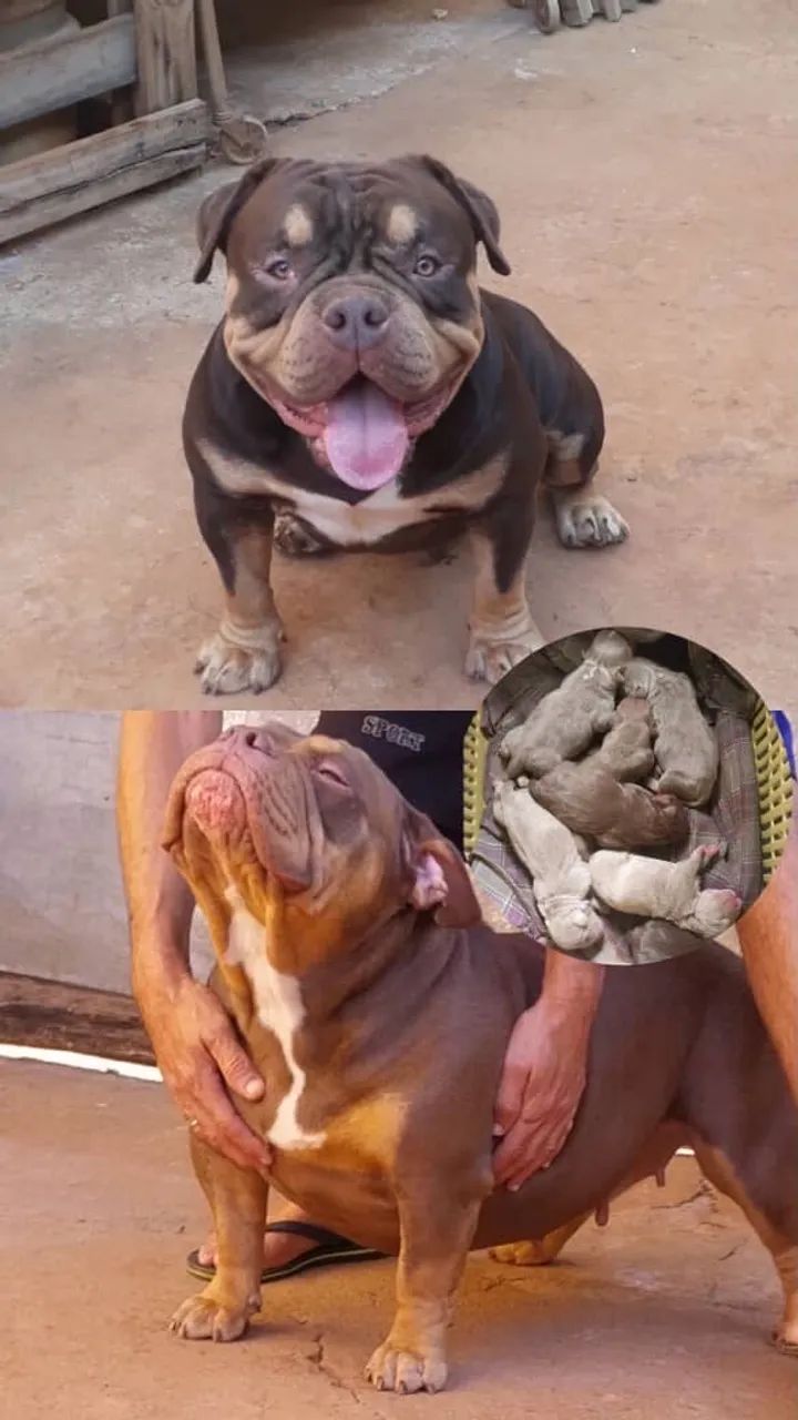 American bully micro fêmeas tri lilac  - Foto 2
