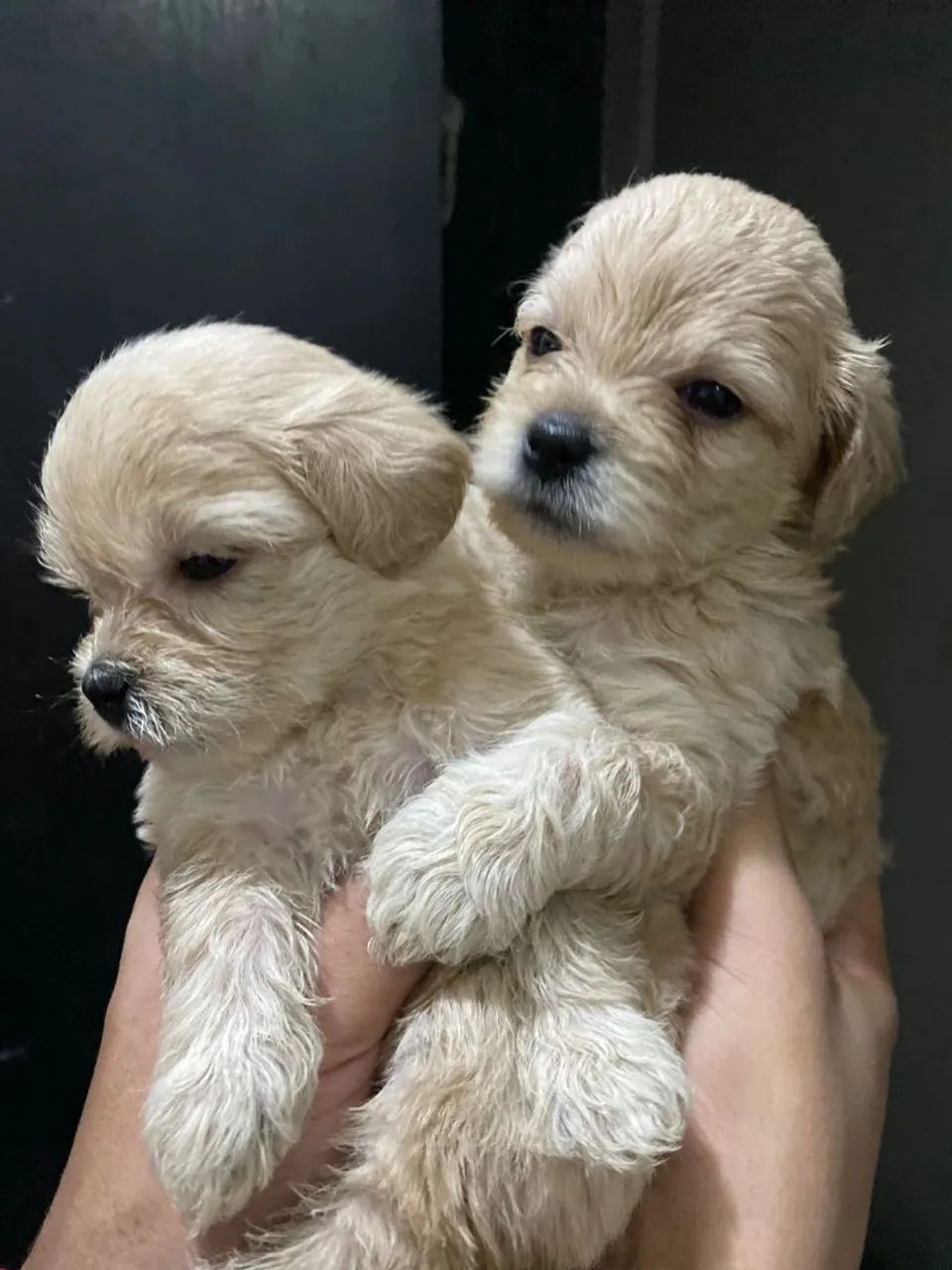 Vendo cachorro shih Tzu  - Foto 4