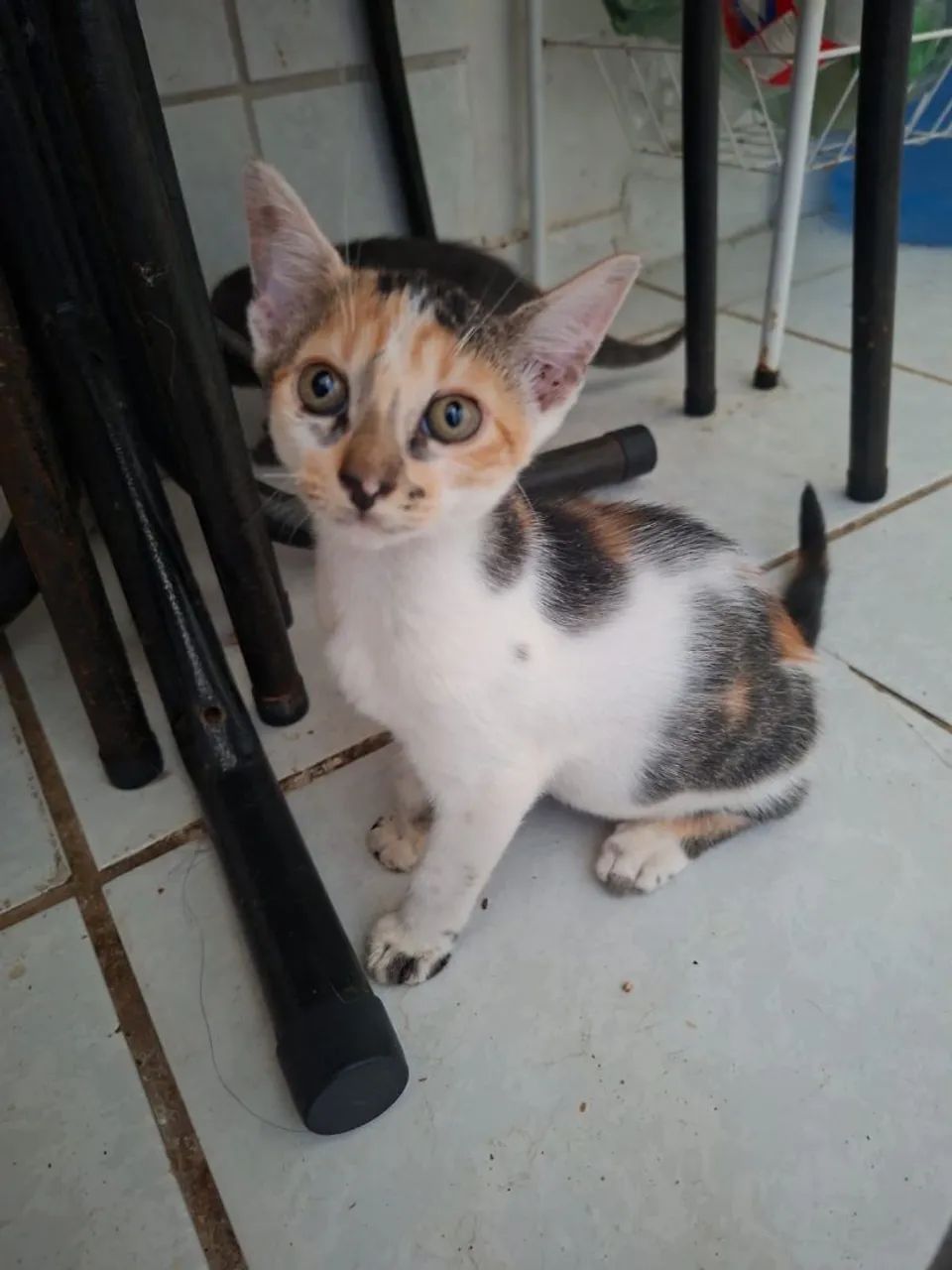 Gatos filhotes para adoção  - Foto 4