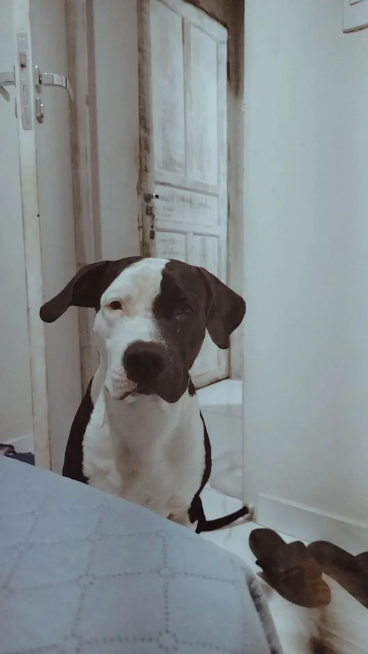 Cachorro Pitbull  - Foto 3