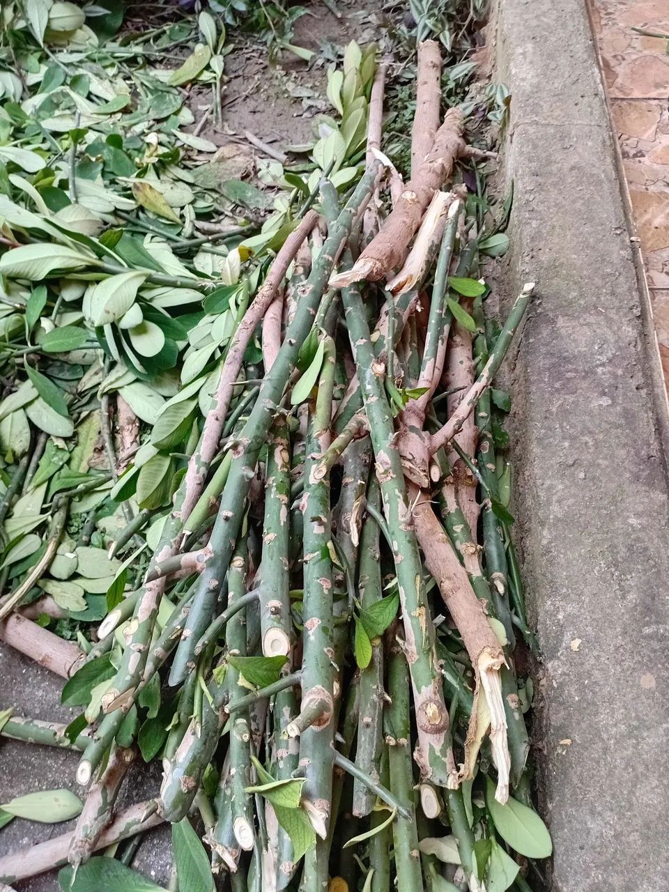 Mudas de Janaúba - Foto 3