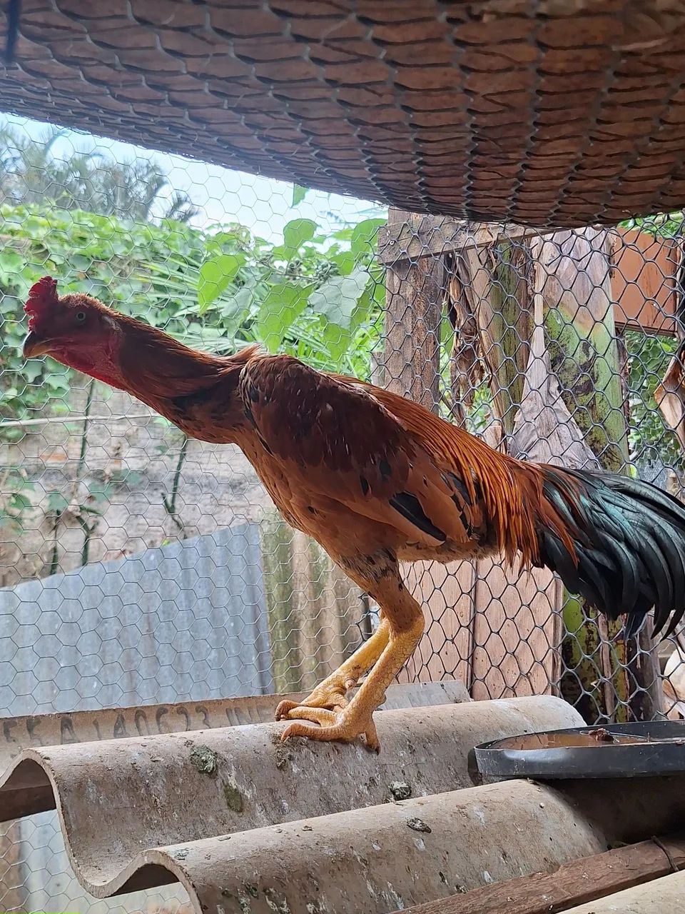 FRANGO INDIO TOP