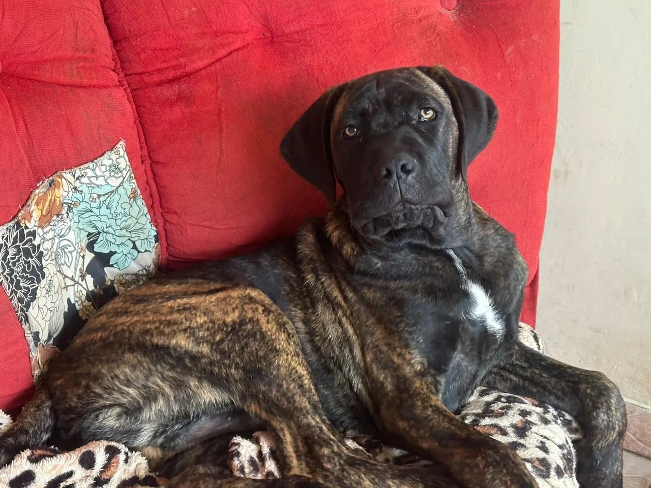 Cane corso macho 4meses - Foto 2