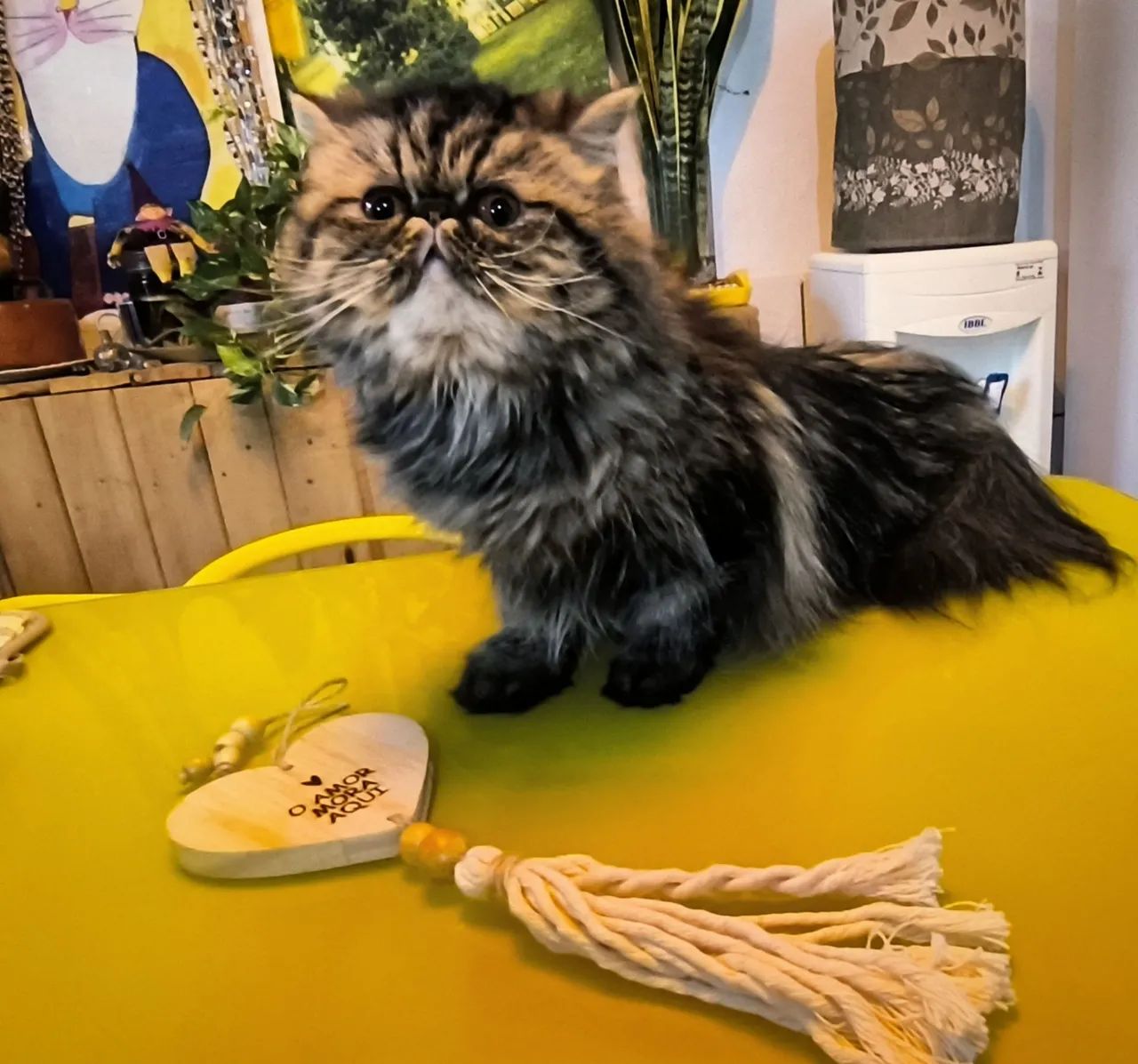Gata Persa! - Foto 3