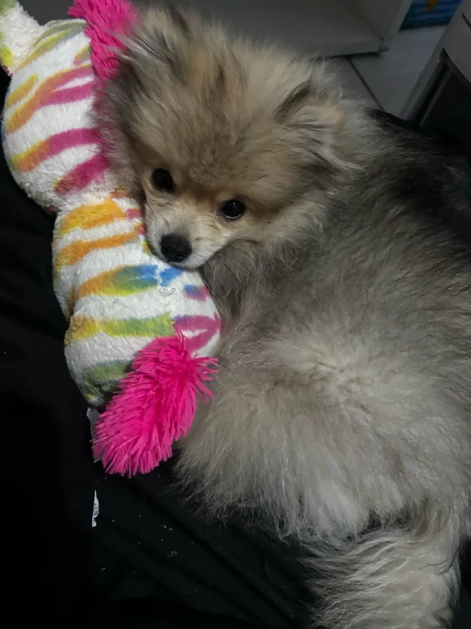 Cachorro 