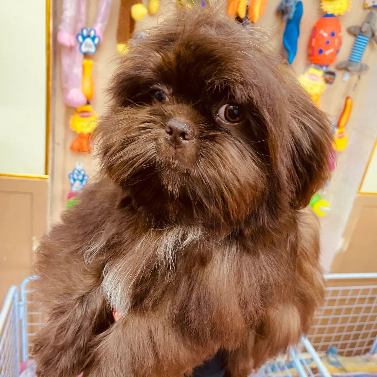 Shihtzu Chocolate  - Foto 2