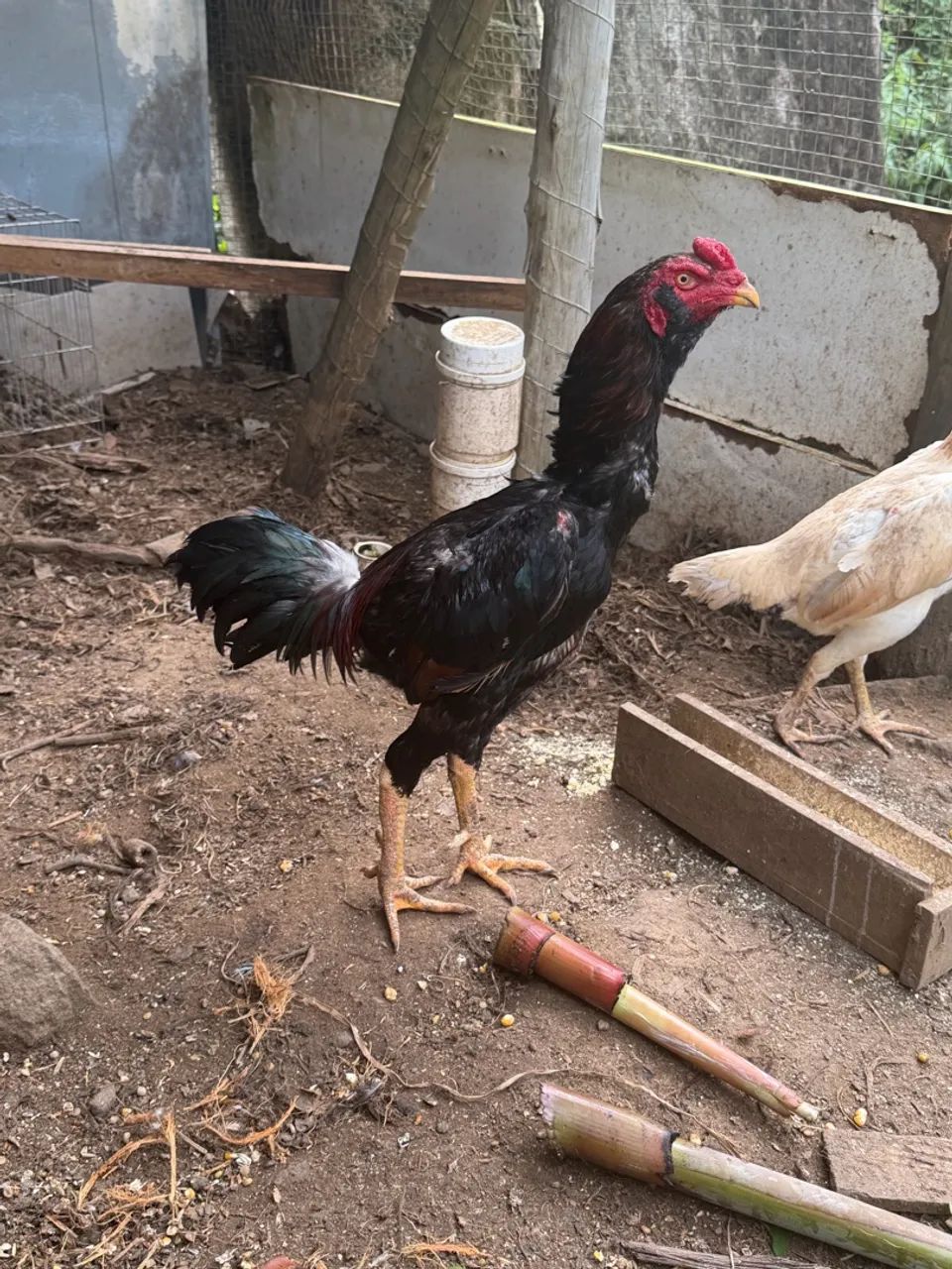 Galos índio  - Foto 5