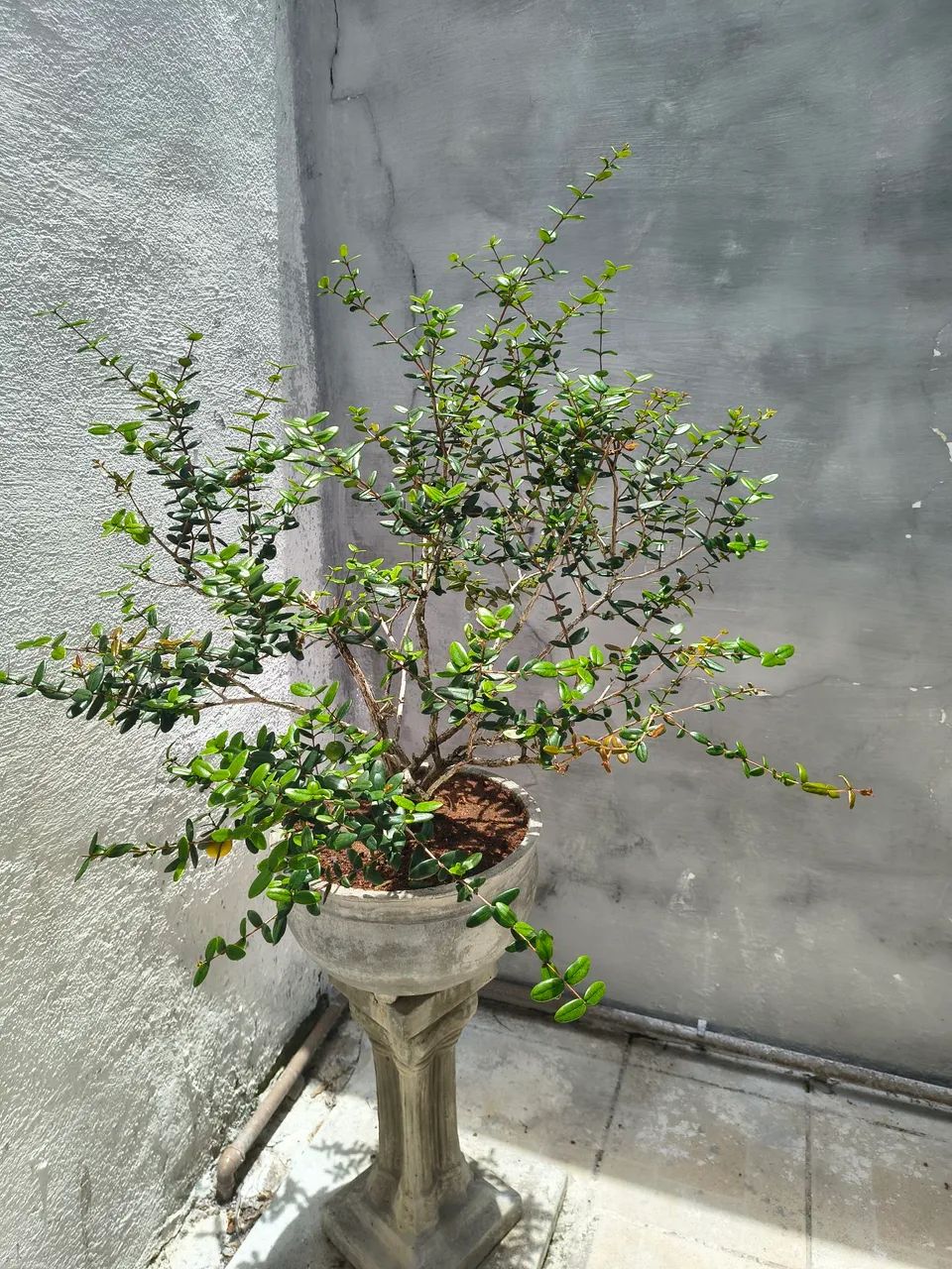 Bonsay raro de uvaia uma fruta muito deliciosa raro de coleção único  - Foto 5