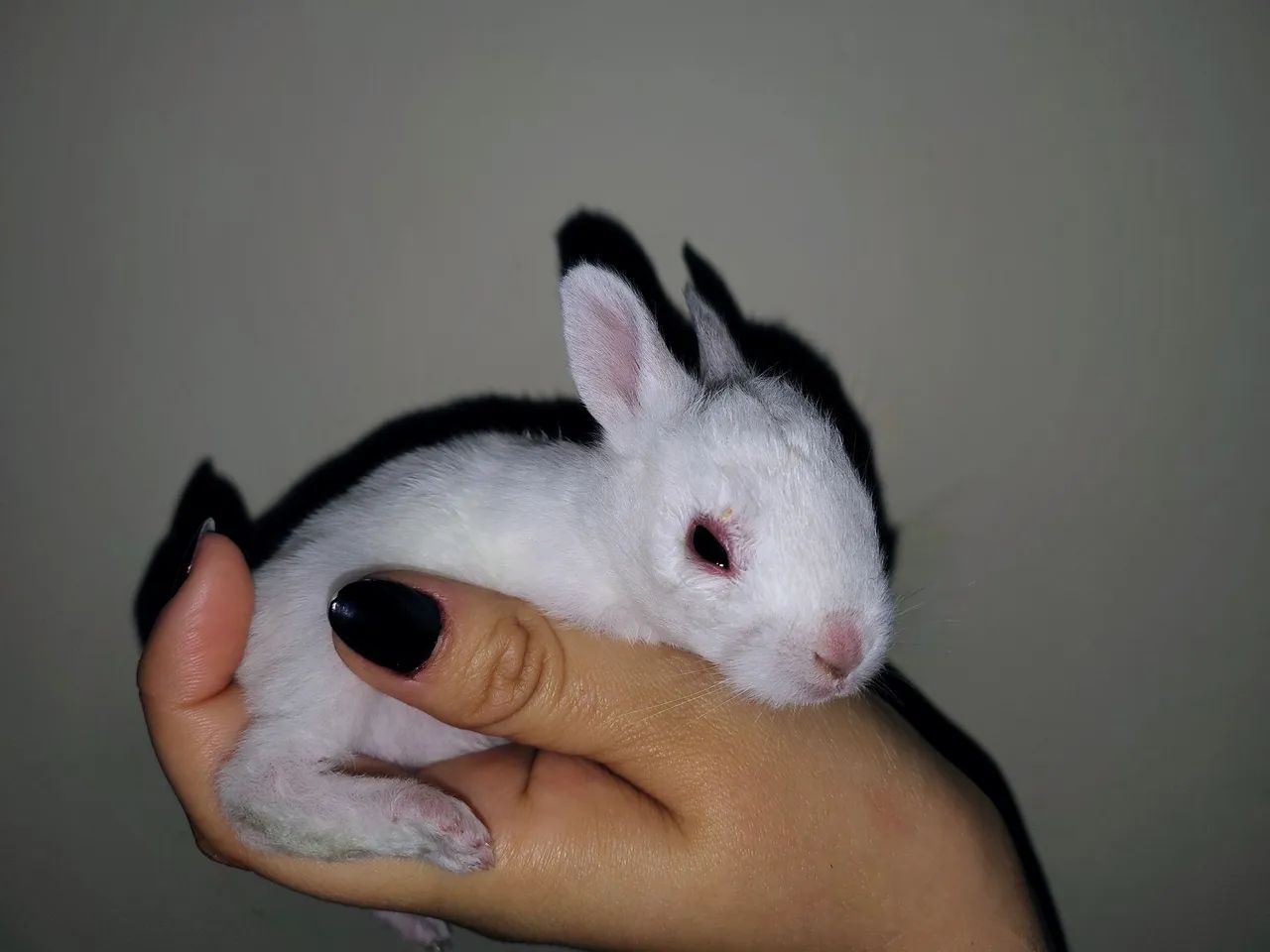 Coelhinhos