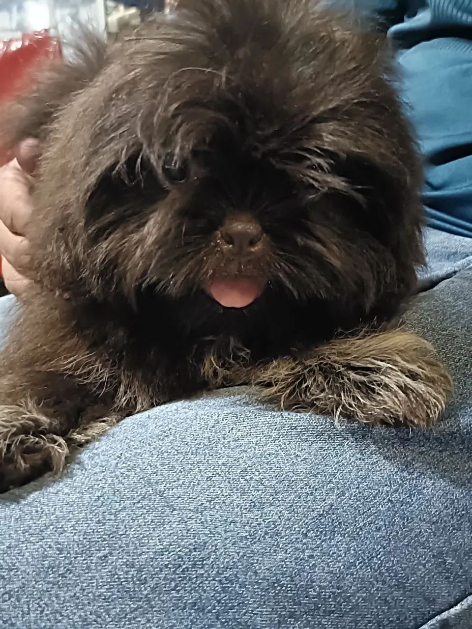 Shitzu macho mini - Foto 2