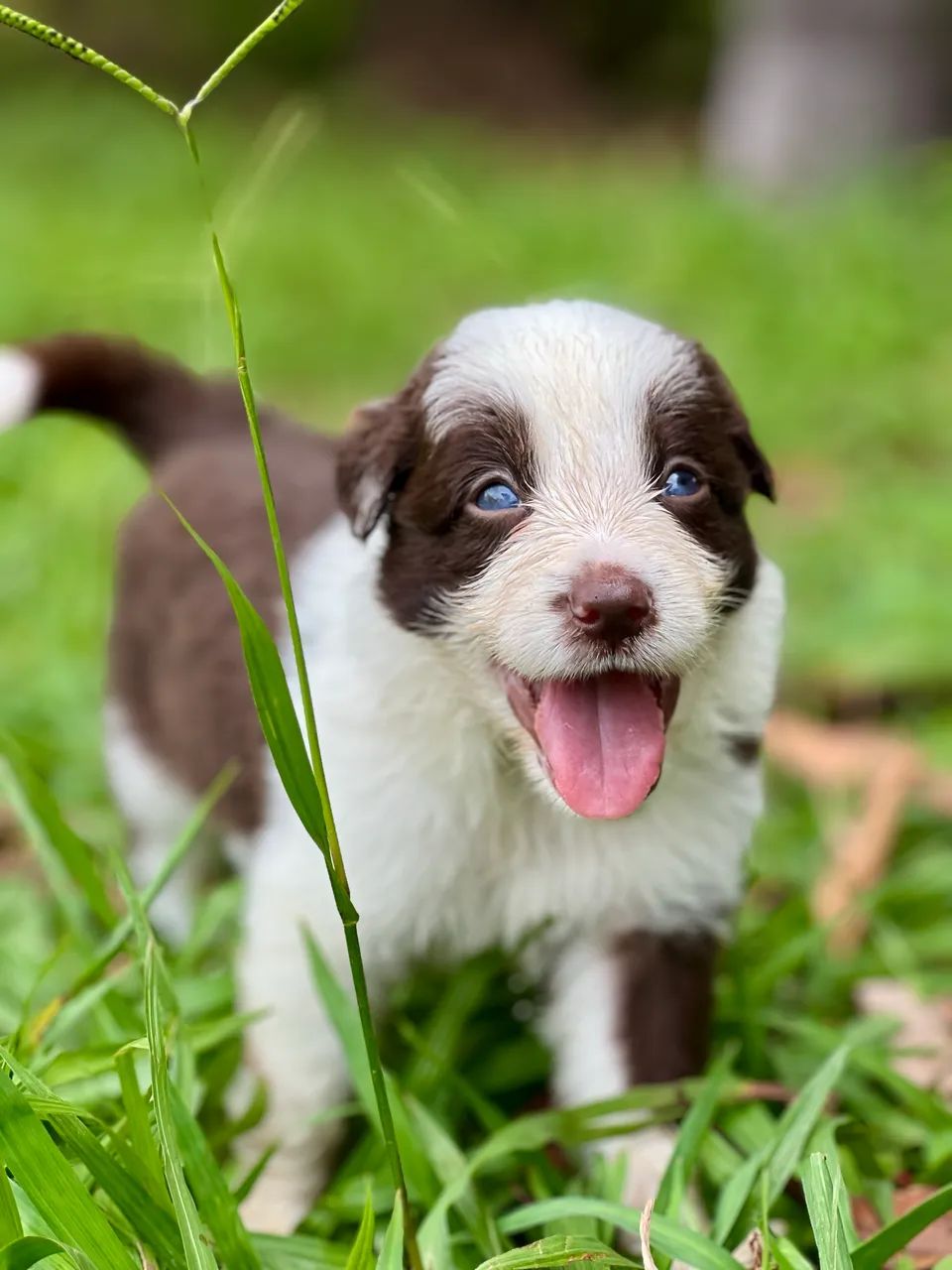 FILHOTES DE BORDER COLLIE - 03 MACHOS DISPONÍVEIS - Foto 4