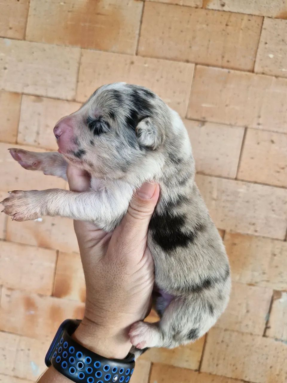 Filhotes de Border Collie 